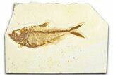 Fossil Fish (Diplomystus) - Wyoming #360745-1